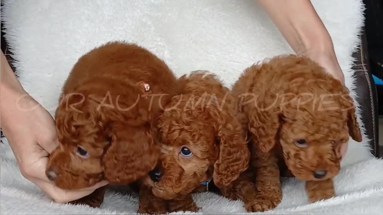 Cavapoo dogs for sale: Exquisite F1B Cavapoo Puppies - Video 1