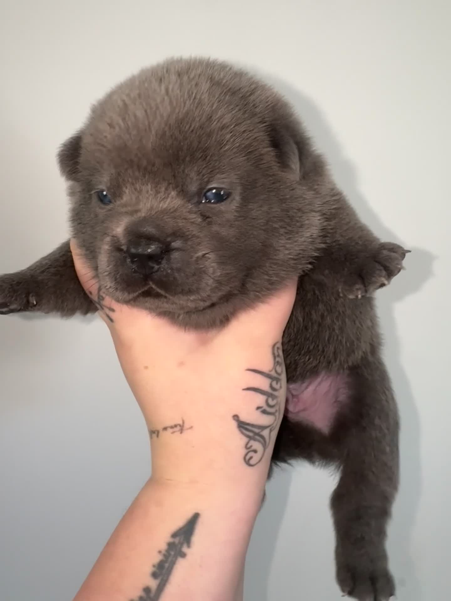 Mixed Breed dogs for sale: Beautiful Litter of French Chows - Video 3