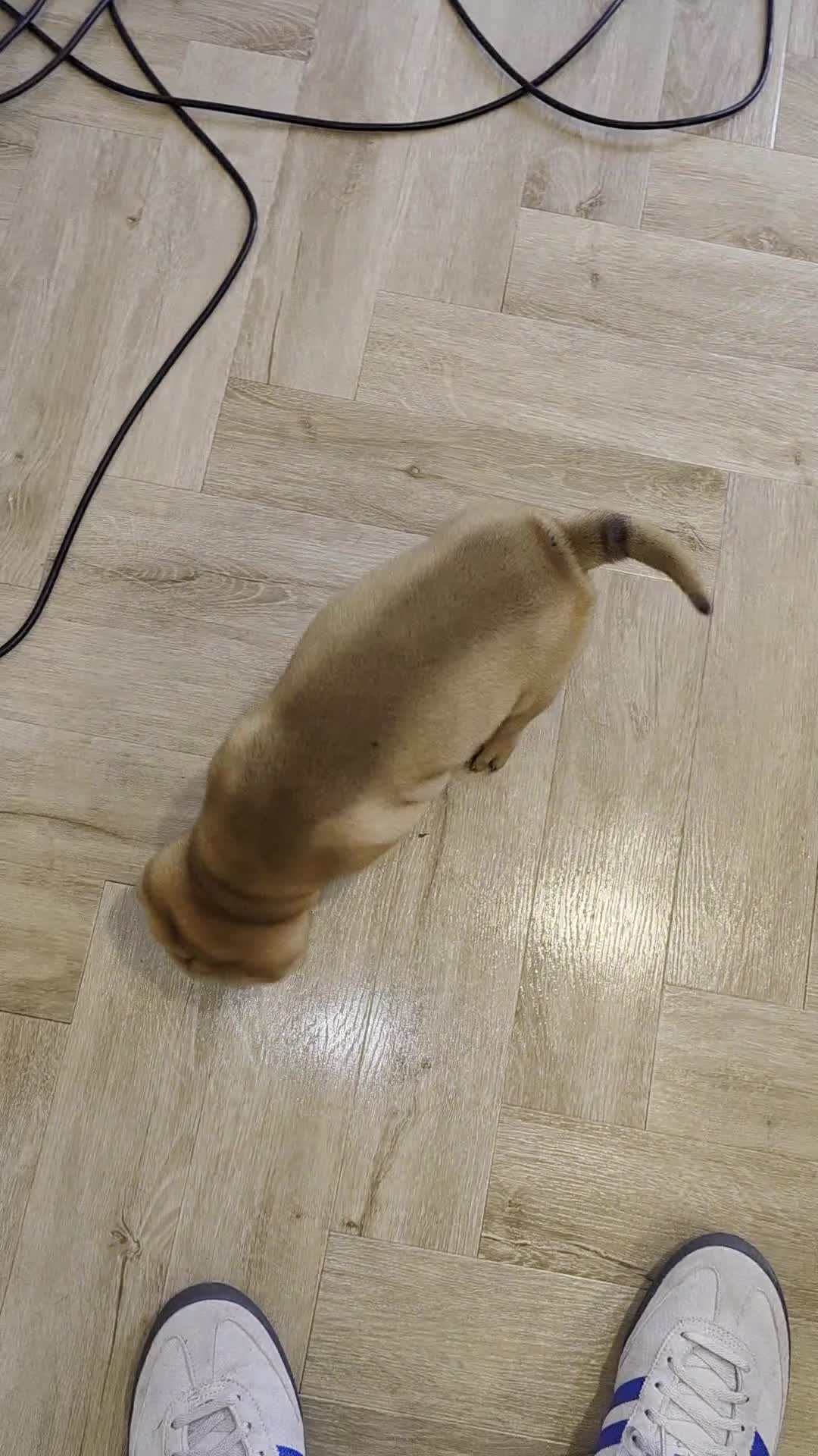 Shar Pei dogs for sale: Shar pei pups  - Video 3