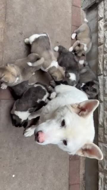 Akita dogs for sale: American Akita Puppies - Video 1