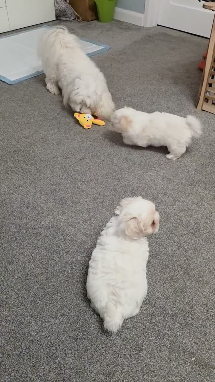 Coton De Tulear dogs for sale: Gorgeous Coton de Tulear puppies KC registered - Video 4