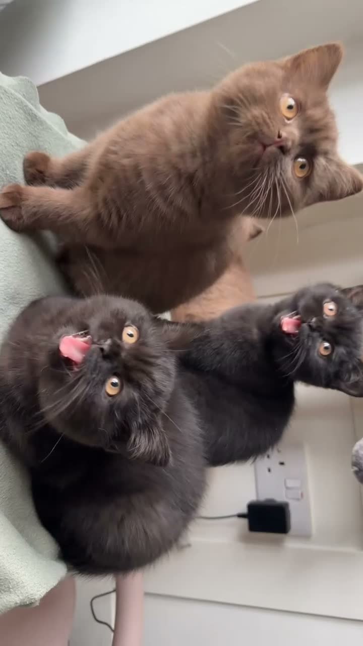 British Shorthair cats for sale: *REDUCED* British Shorthair Kittens in chocolate  - Video 3