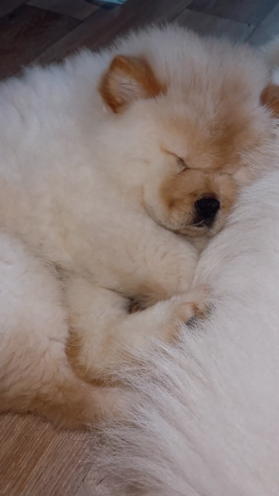 Chow Chow dogs for sale: Miss chow chow mummy  - Video 2