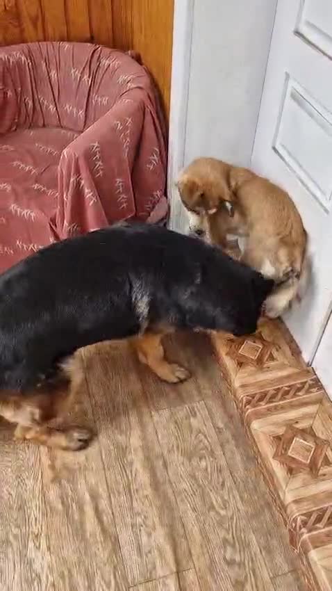 Mixed Breed dogs for adoption: 💙🐶 RUFIK 🐶💙 - Video 1