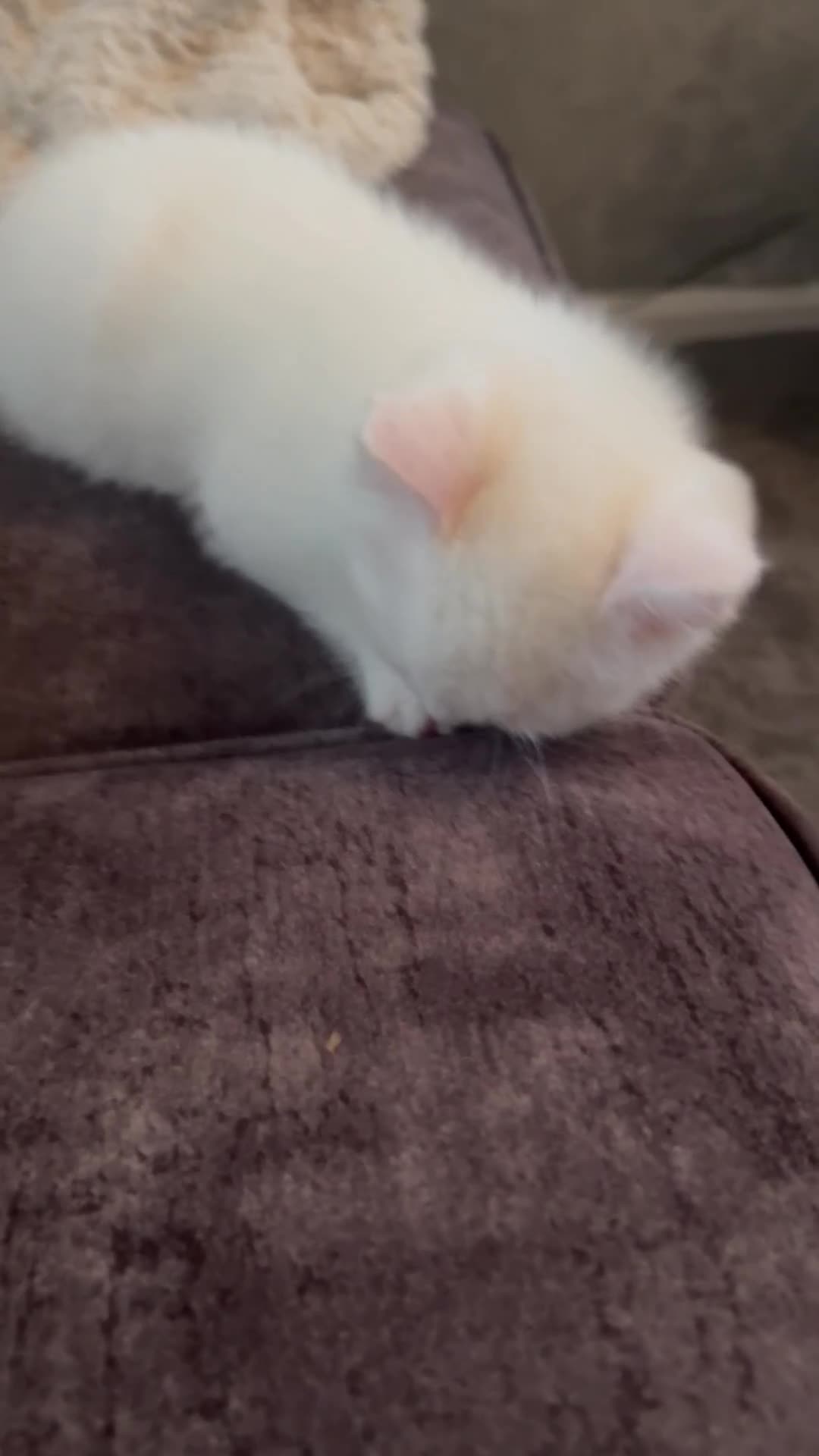 Persian cats for sale: White short hair Persian Kitten - Video 1