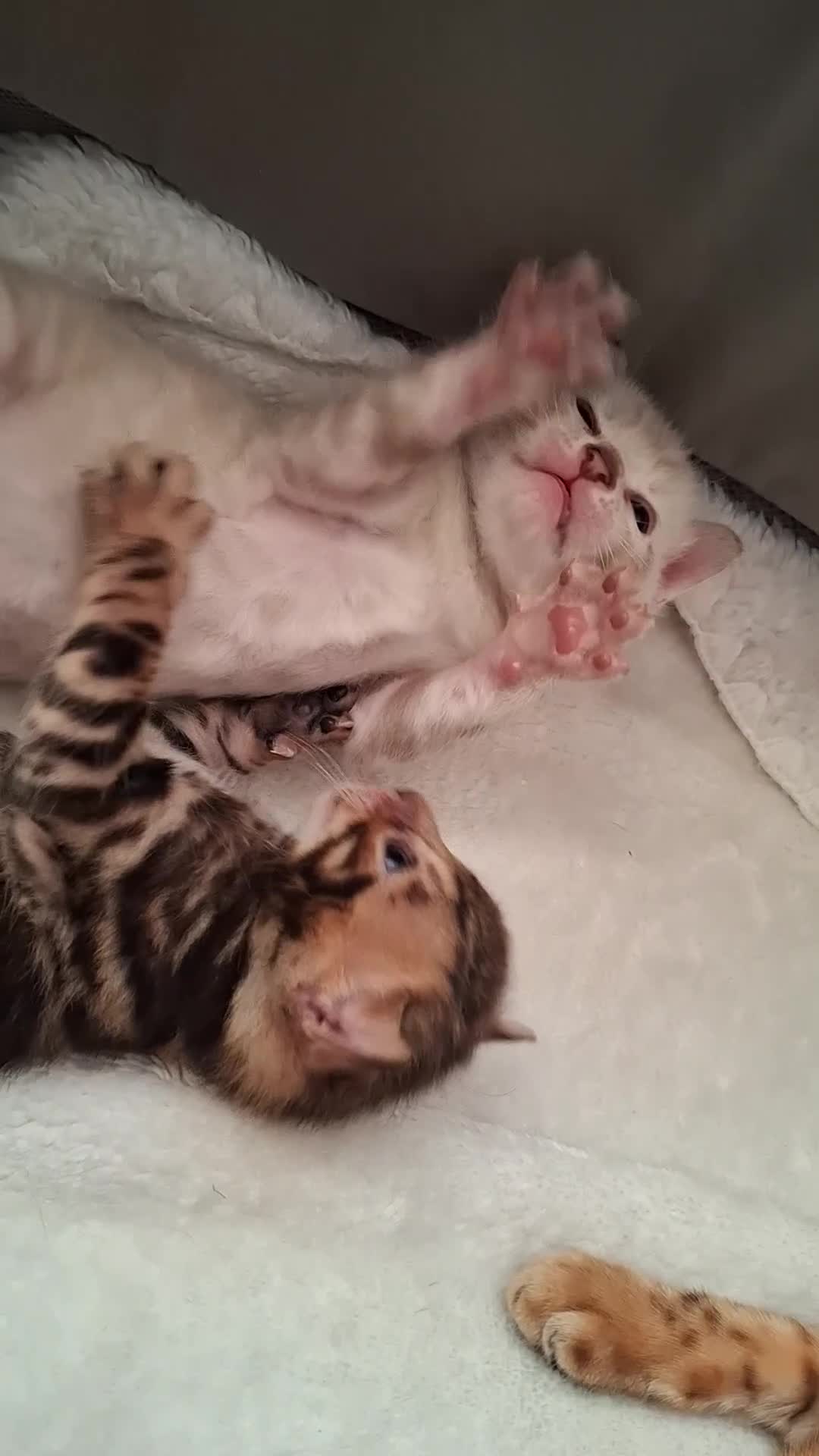 Bengal cats for sale: Stunning pure Bengal Kittens - Video 1