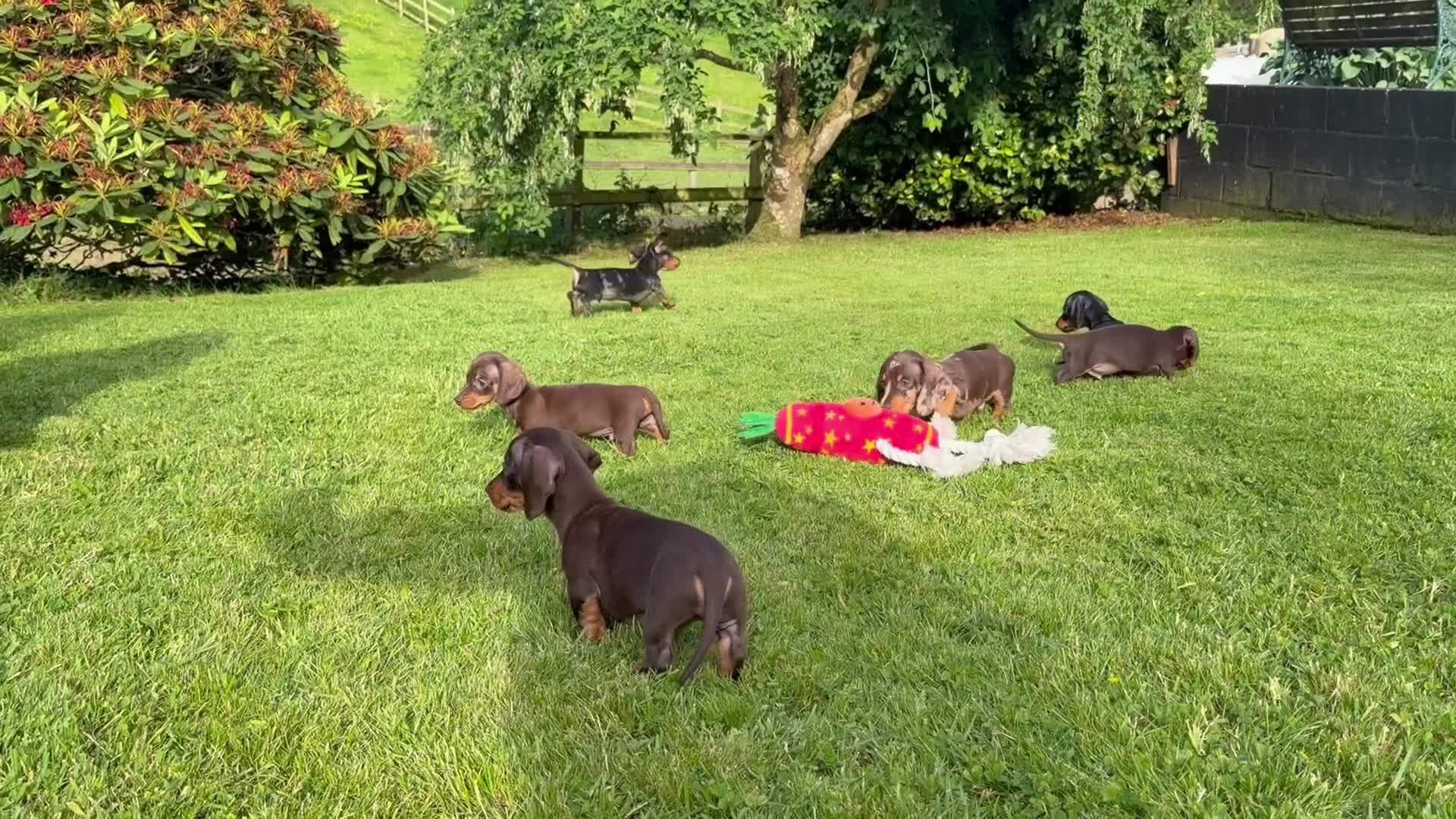Miniature Dachshund dogs for sale: Gorgeous KC registered Miniature Dachshunds   - Video 1