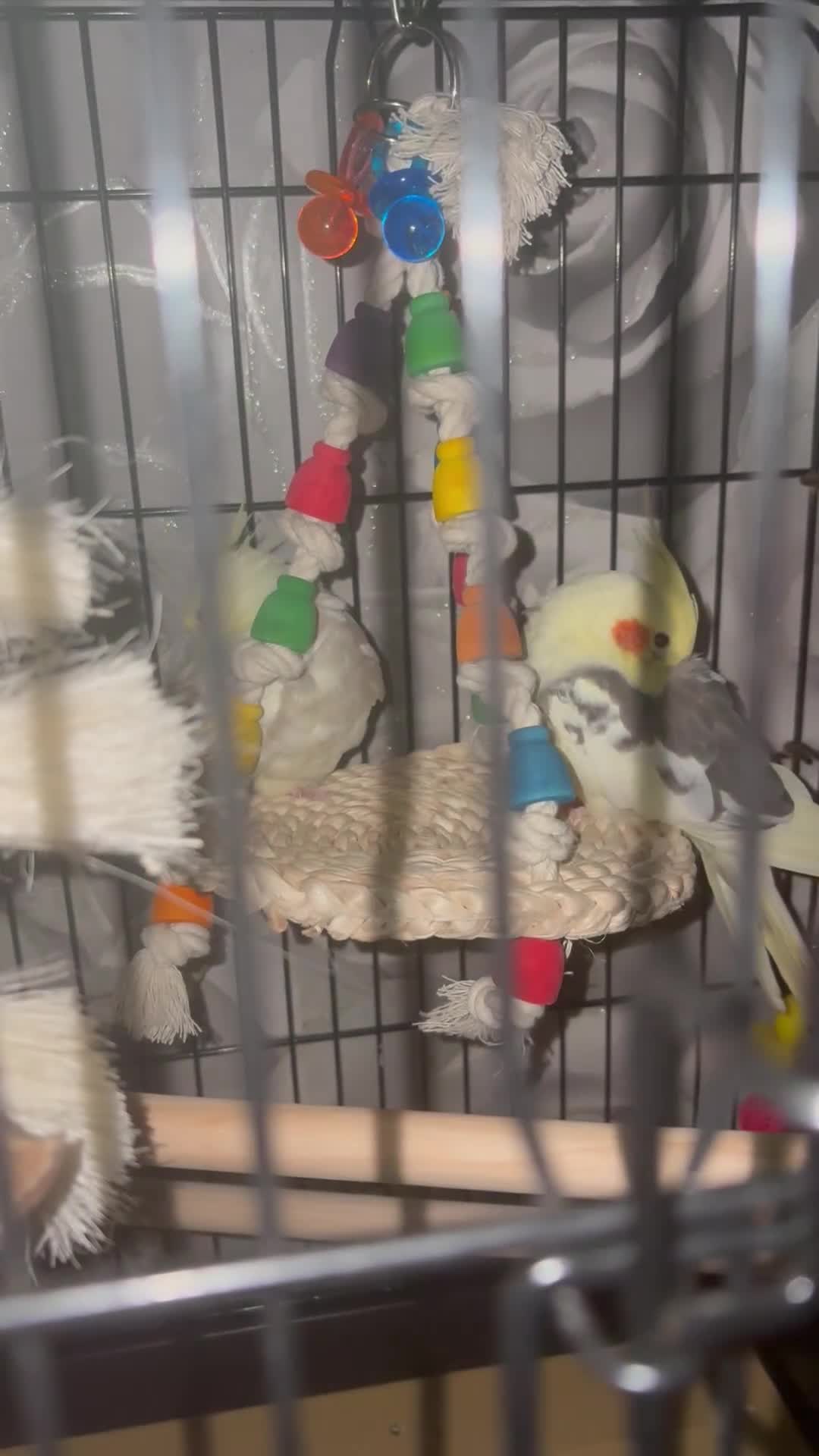Cockatiels birds for sale: Male and female cockatiels  - Video 1