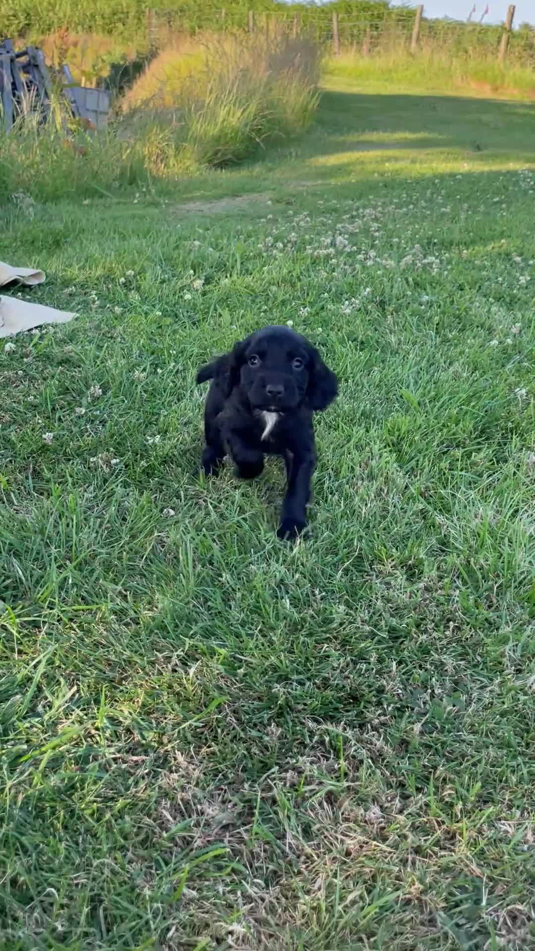 Cocker Spaniel dogs for sale: KC Registered Working Cocker Spaniel Puppies - Video 5