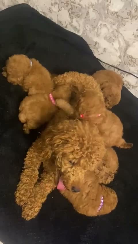 Miniature Poodle dogs for sale: Beautiful Miniature Poodle - Video 1