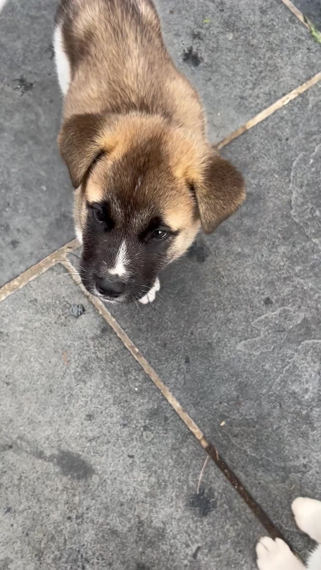 Akita dogs for sale: Akita Male puppy  - Video 1