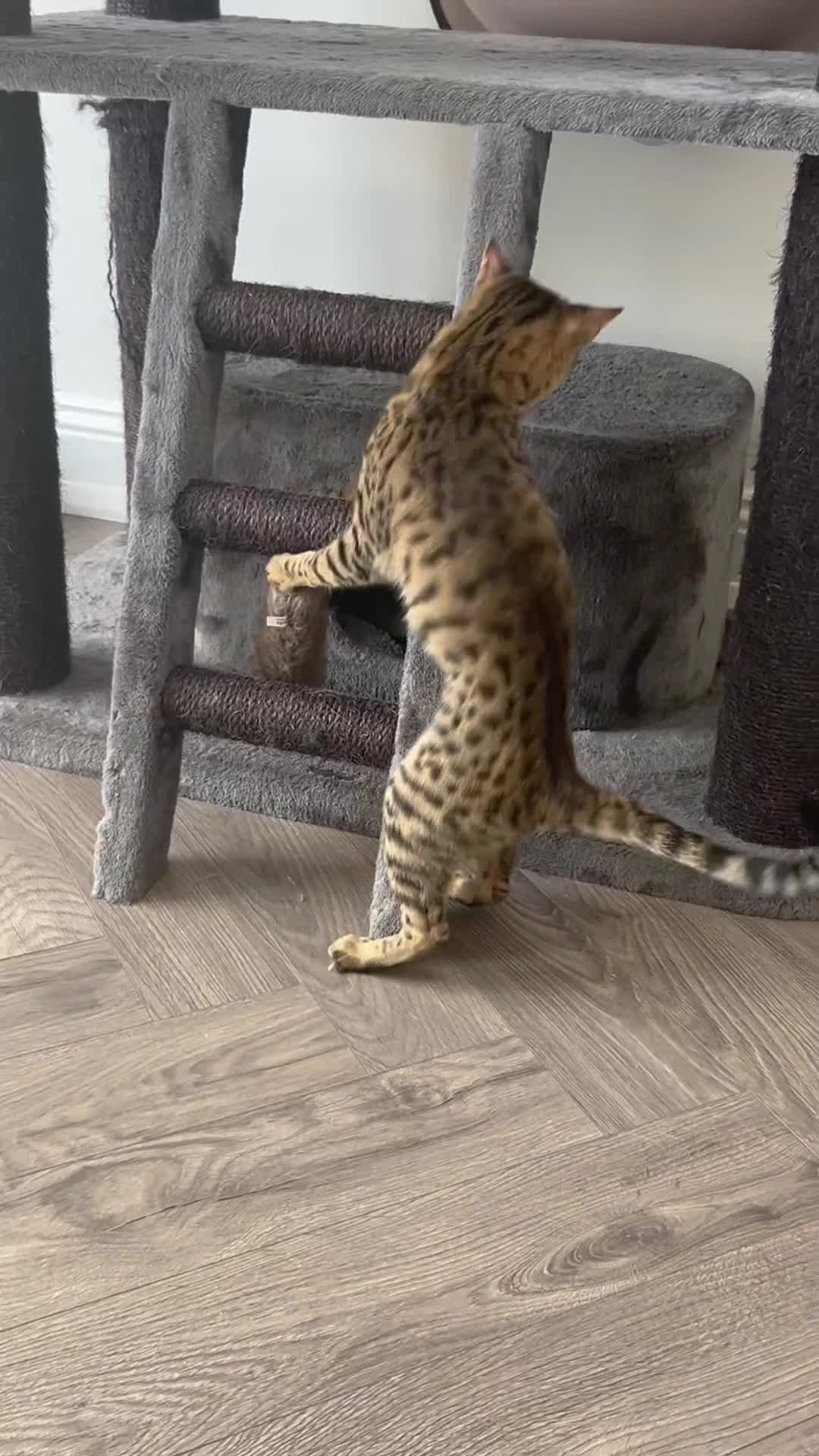 Savannah cats for sale: Dramatically reduced and ready F5 SBT Savannahs in Bingley - Video 2