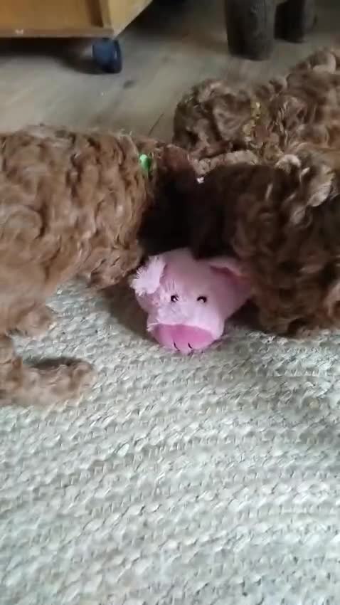 Labradoodle dogs for sale: Beautiful Red Labradoodle Puppies - Video 4