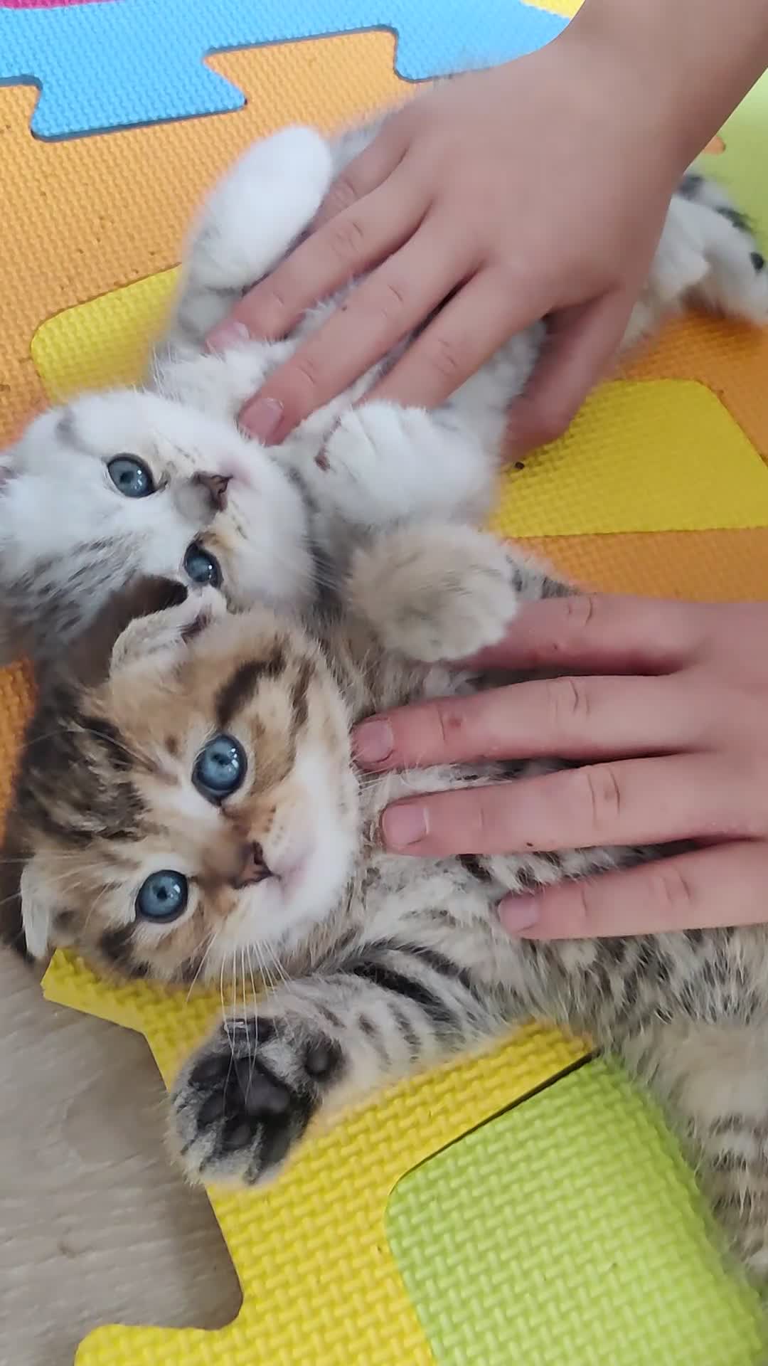 Scottish Fold cats for sale: Beautiful Scottish fold kittens  - Video 3