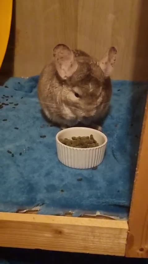 Chinchilla rodents for sale: Two Chinchillas in Glasgow - Video 1