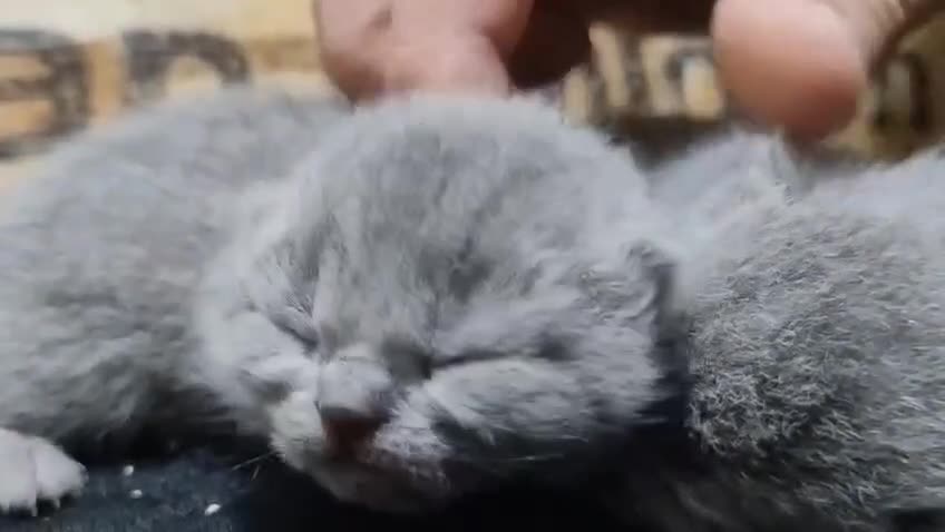 British Shorthair cats for sale: GCCF Registered Britsh Shorthairs £990 for both - Video 1