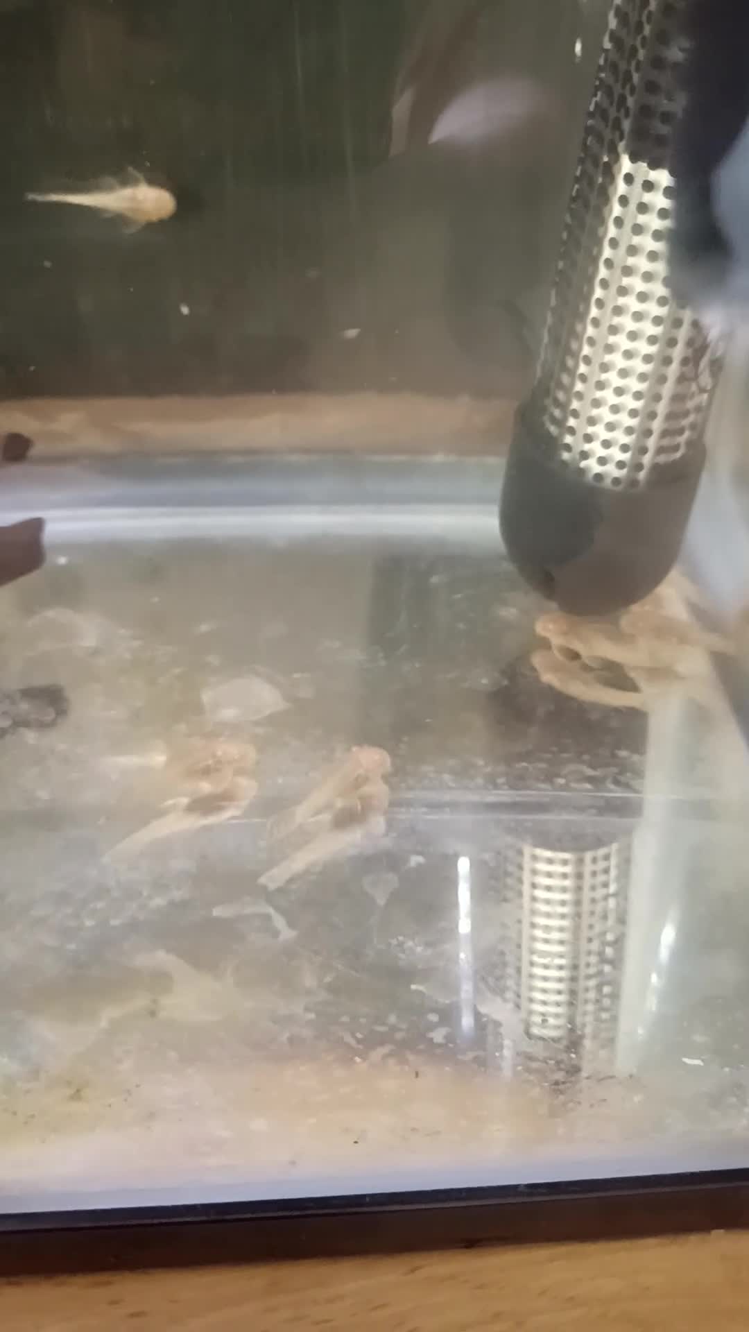 Plecos fish for sale: Albino bristlenose pleco babies and guppy fry  in Waterlooville - Video 1