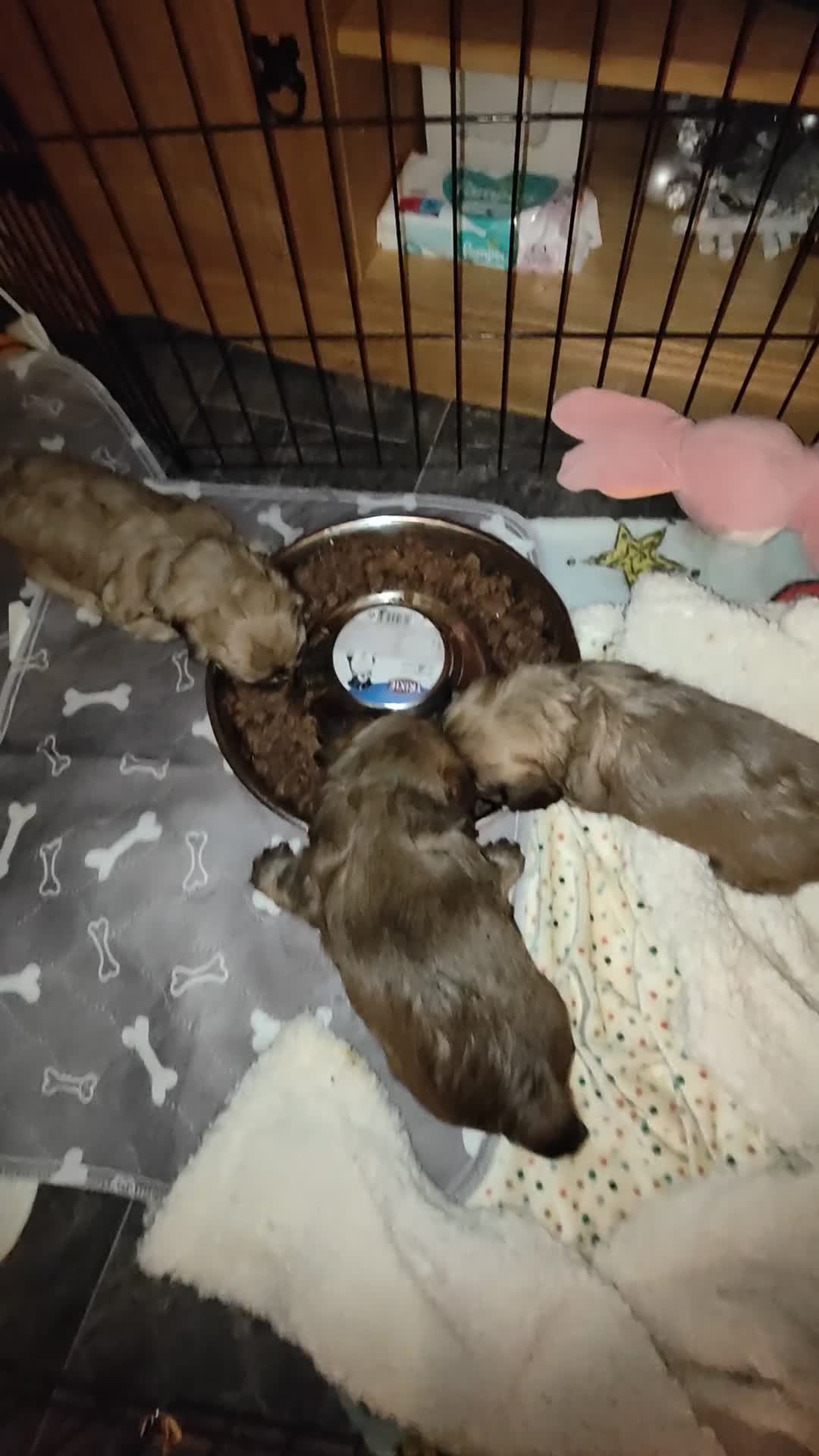 Cava Tzu dogs for sale: CAVA TZU FOR SALE - Video 5