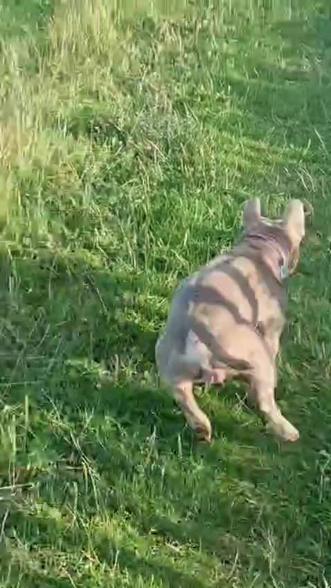 Mixed Breed dogs for sale: Blu the FRULLY - Video 4