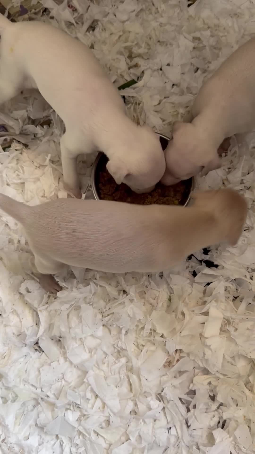 Italian Greyhound dogs for sale: 🐾Stunning cream kc registered iggys🐾 - Video 1