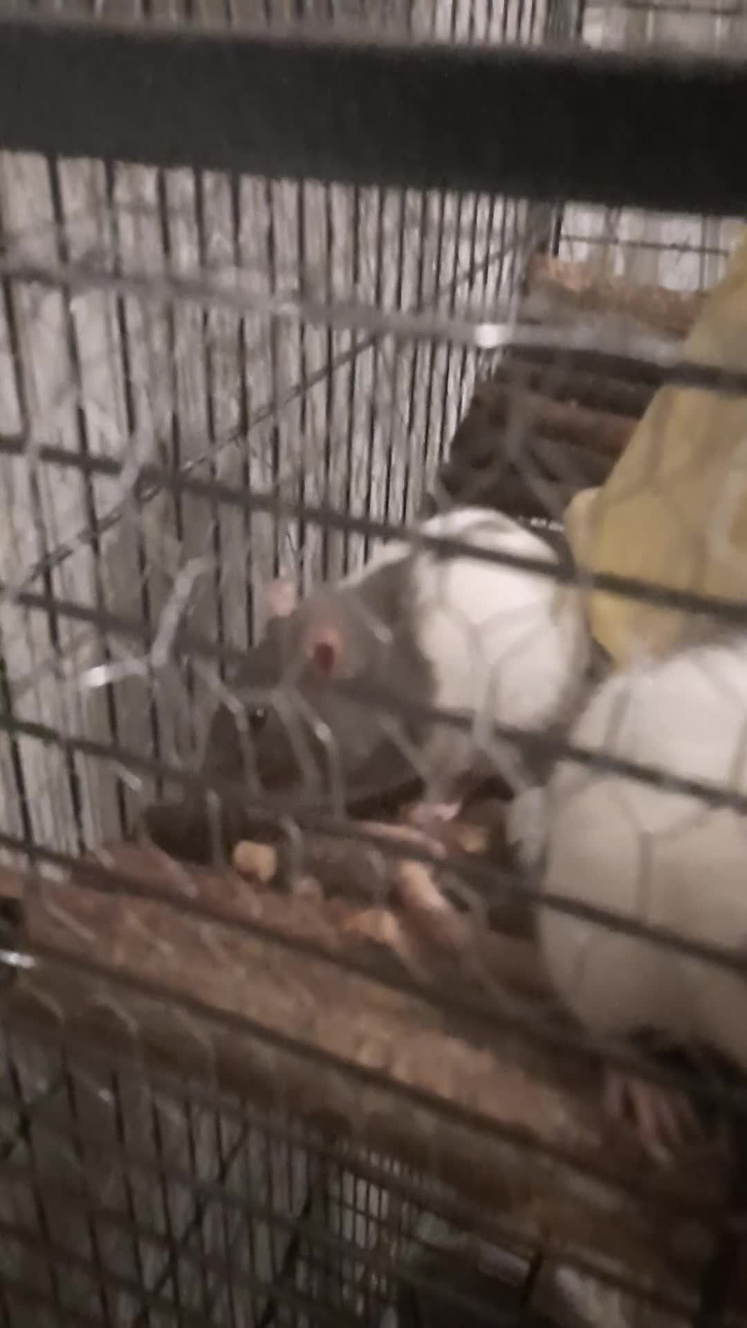 Rat rodents for sale: 1 rat for £1 to go ASAP - Video 1