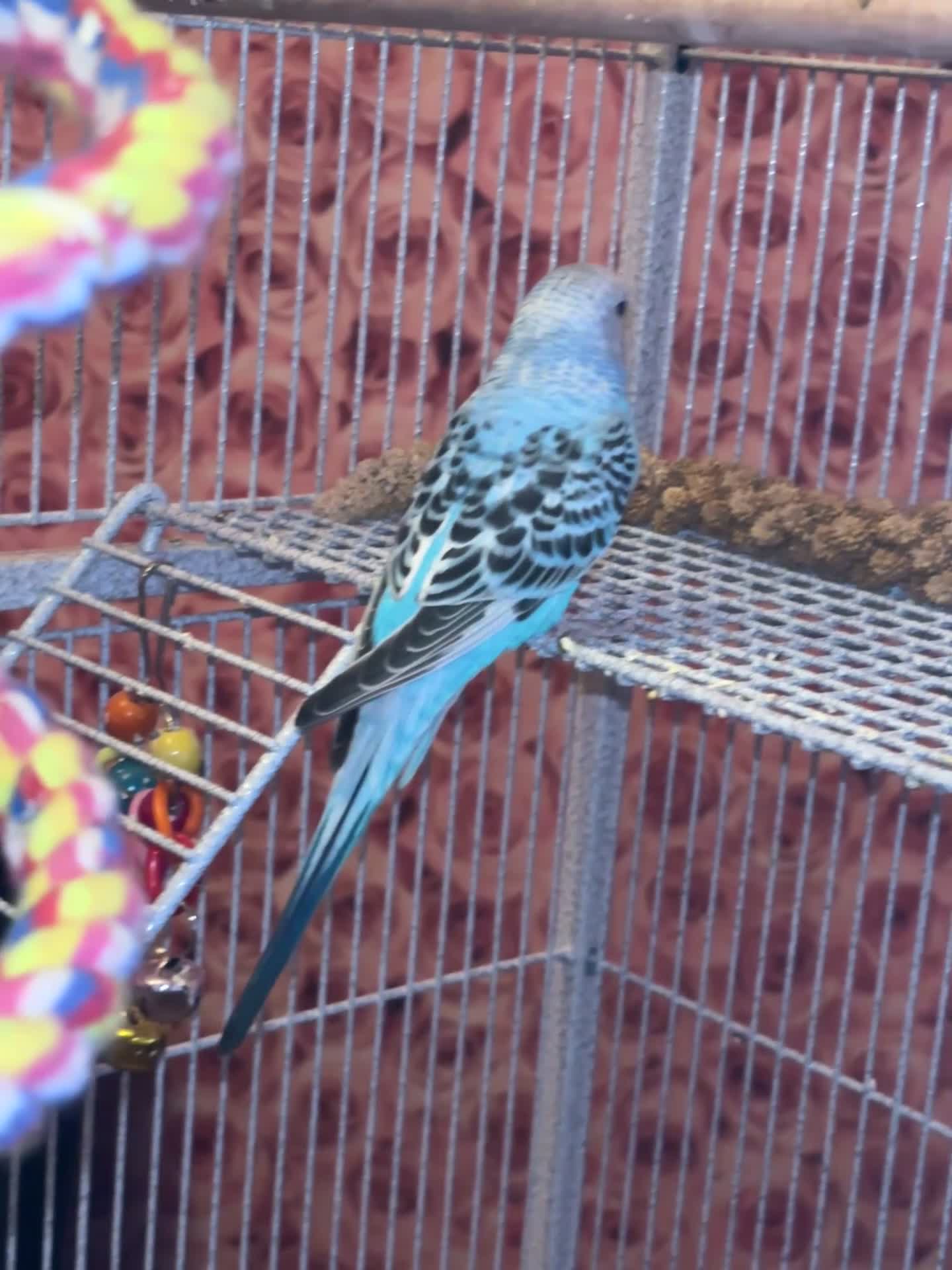 Parakeets birds for sale: Baby budgie boy named gizmo  - Video 1