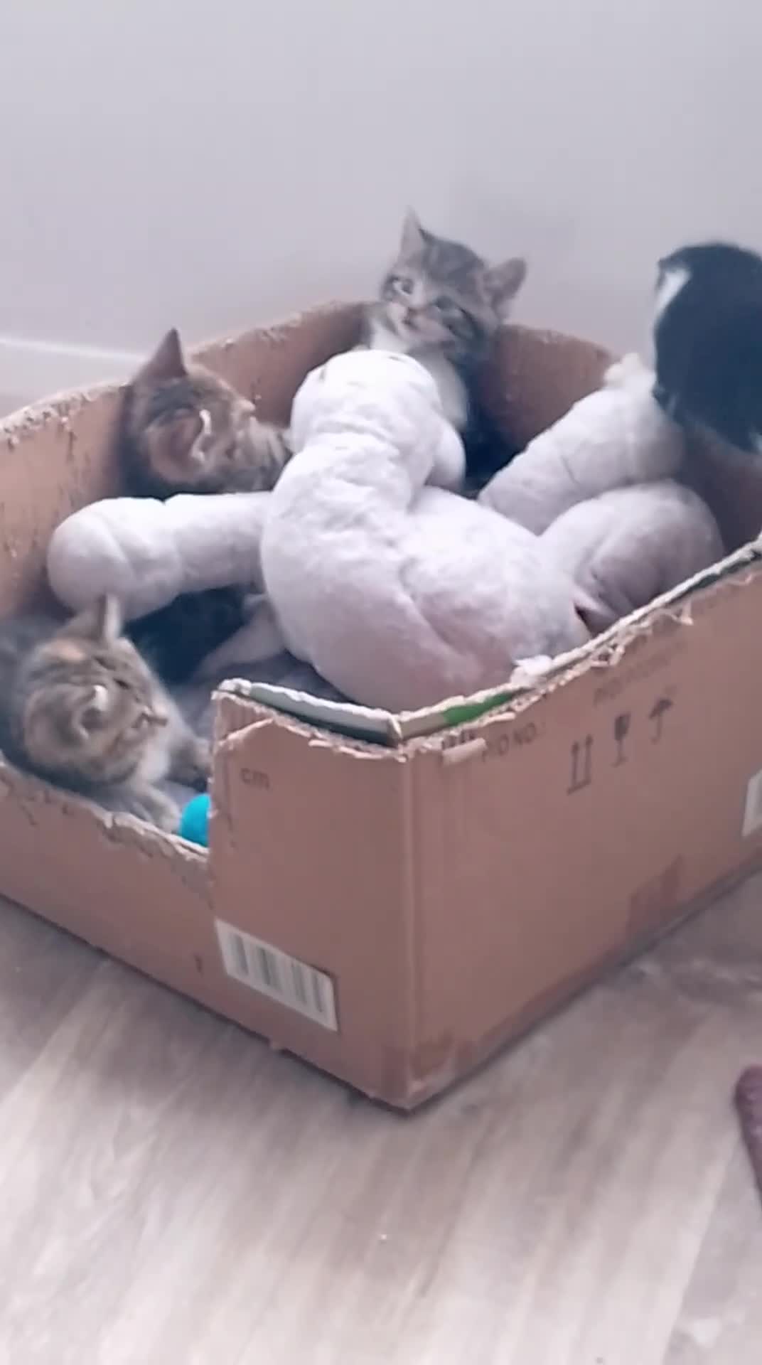 Mixed Breed cats for sale: Beautiful Mixed Tabby and Ginger Kittens  - Video 1