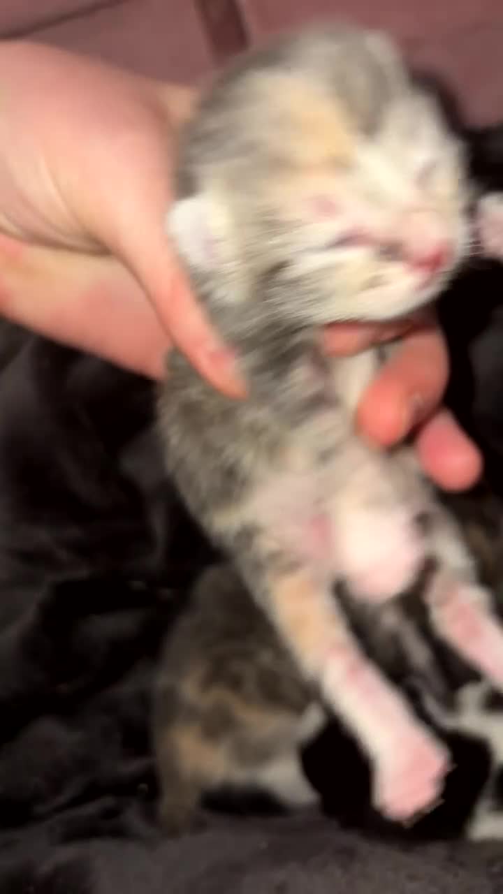 Mixed Breed cats for sale: Kittens in Derby - Video 3