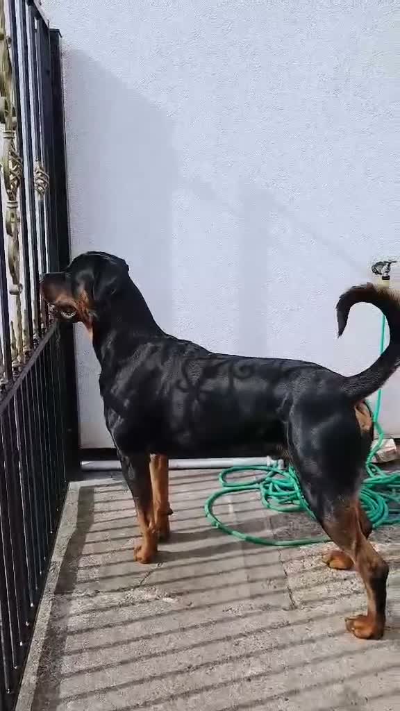 Rottweiler dogs for stud: Roman for stud  - Video 1