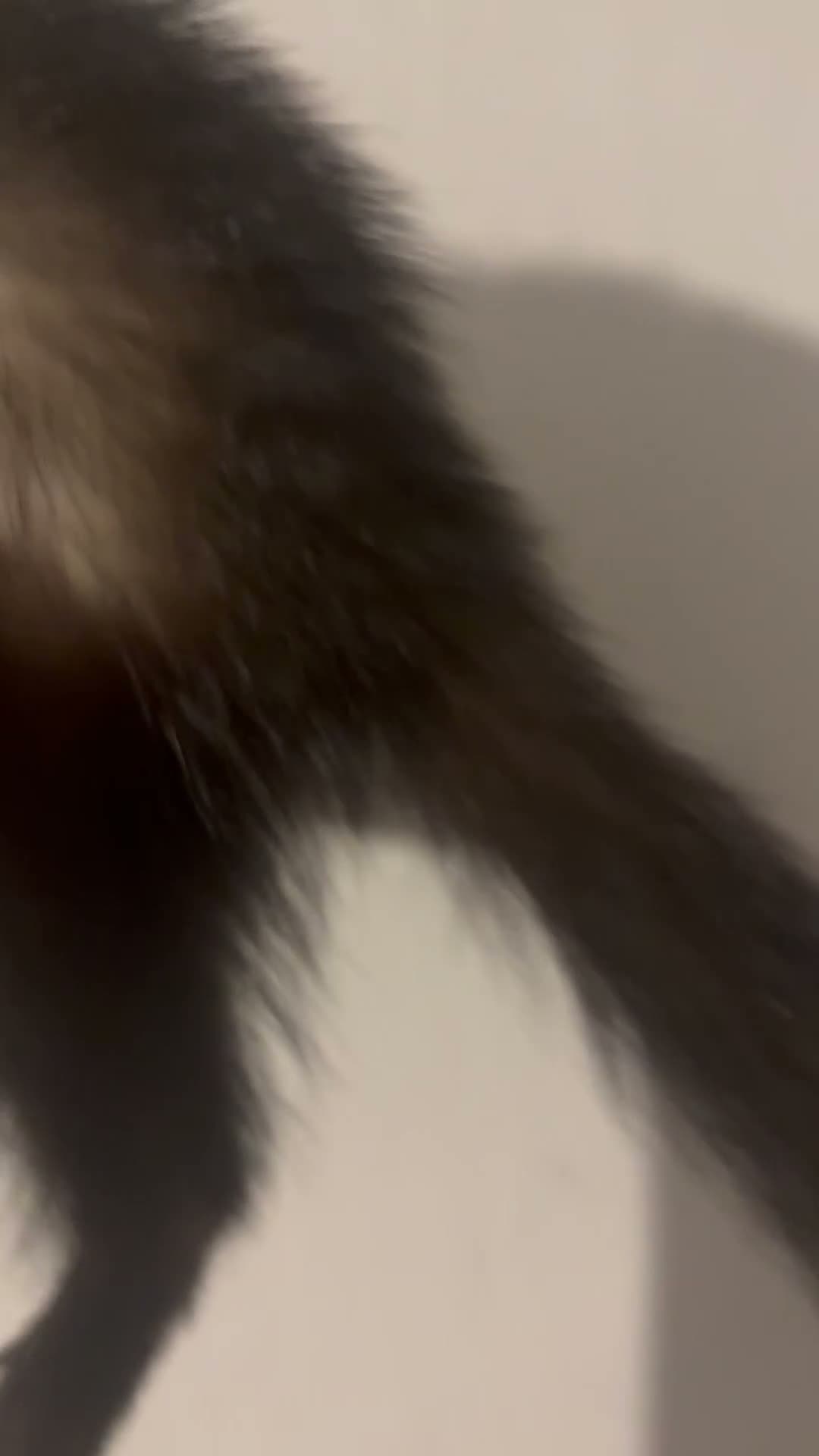 Mixed Breed rodents for sale: Ferret cross polecats for rehome - Video 2