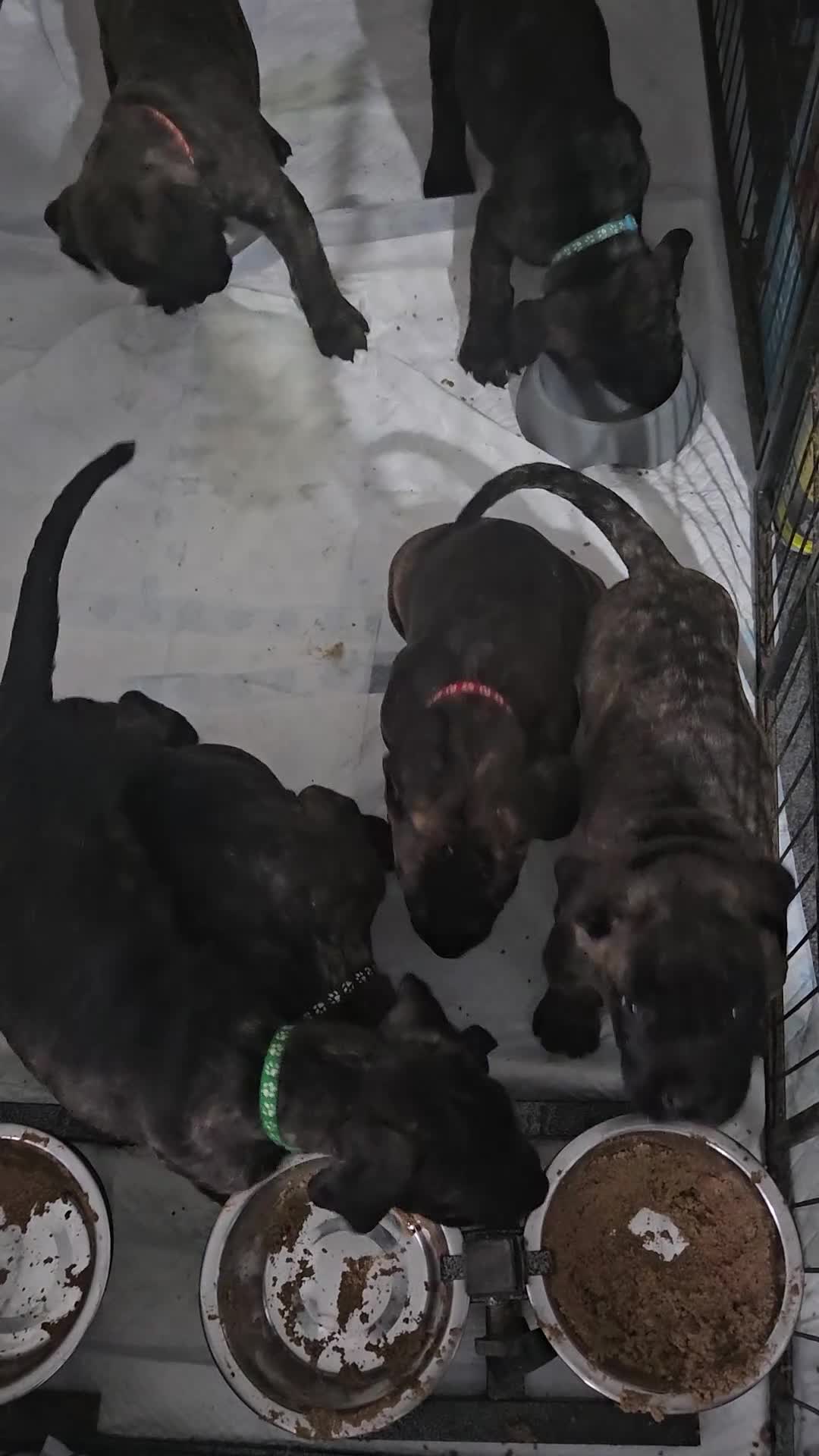 Cane Corso dogs for sale: Cane corsos puppies ready to leave now - Video 3