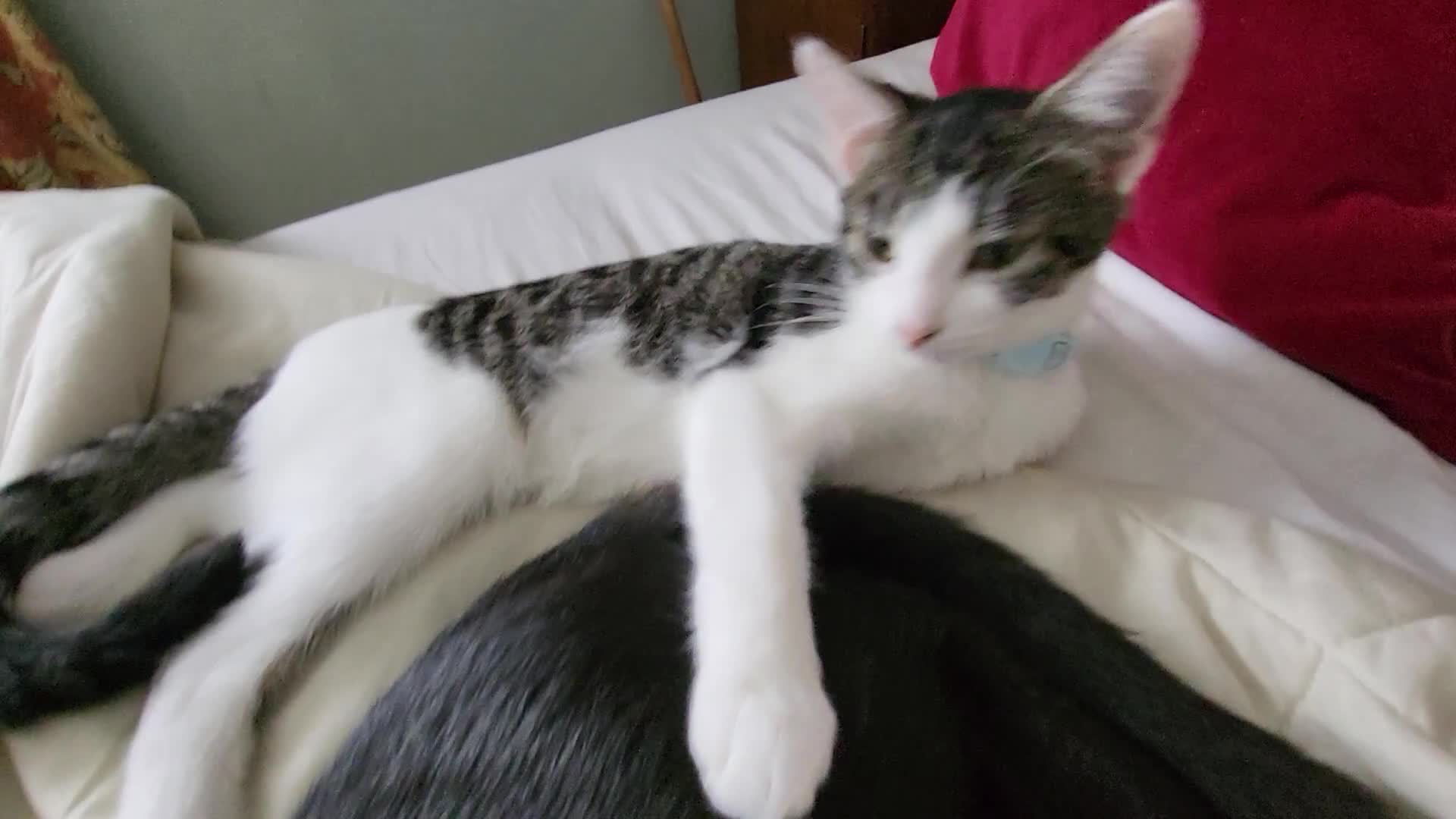 Mixed Breed cats for sale: gorgeous female kittens  - Video 2