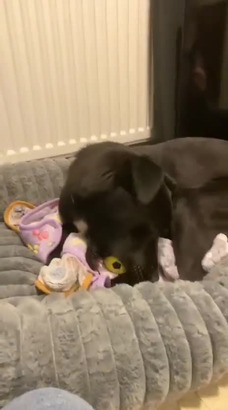 Mixed Breed dogs for adoption: Dobby - Video 1