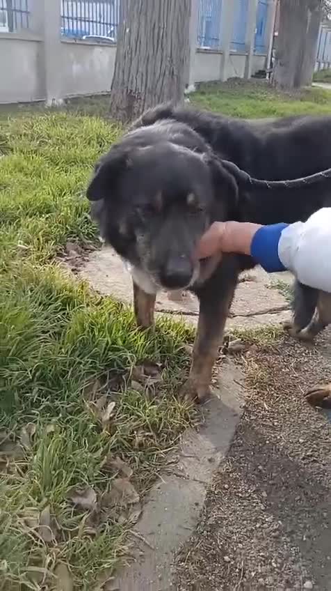 Mixed Breed dogs for adoption: LINDA - a Lovely Girl for a Loving Home - Video 1