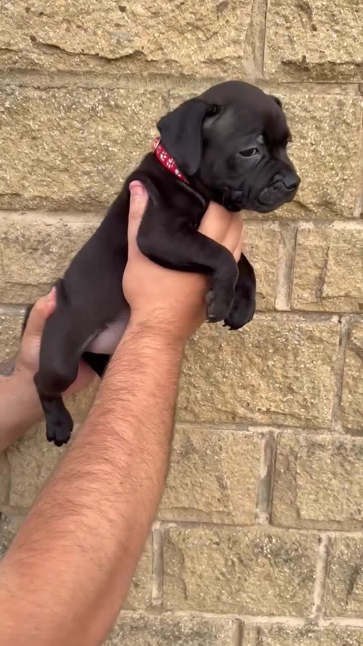 Staffordshire Bull Terrier dogs for sale: KC CHAMPION LINES STAFFORDSHIRE BULL TERRIER PUPS  - Video 5