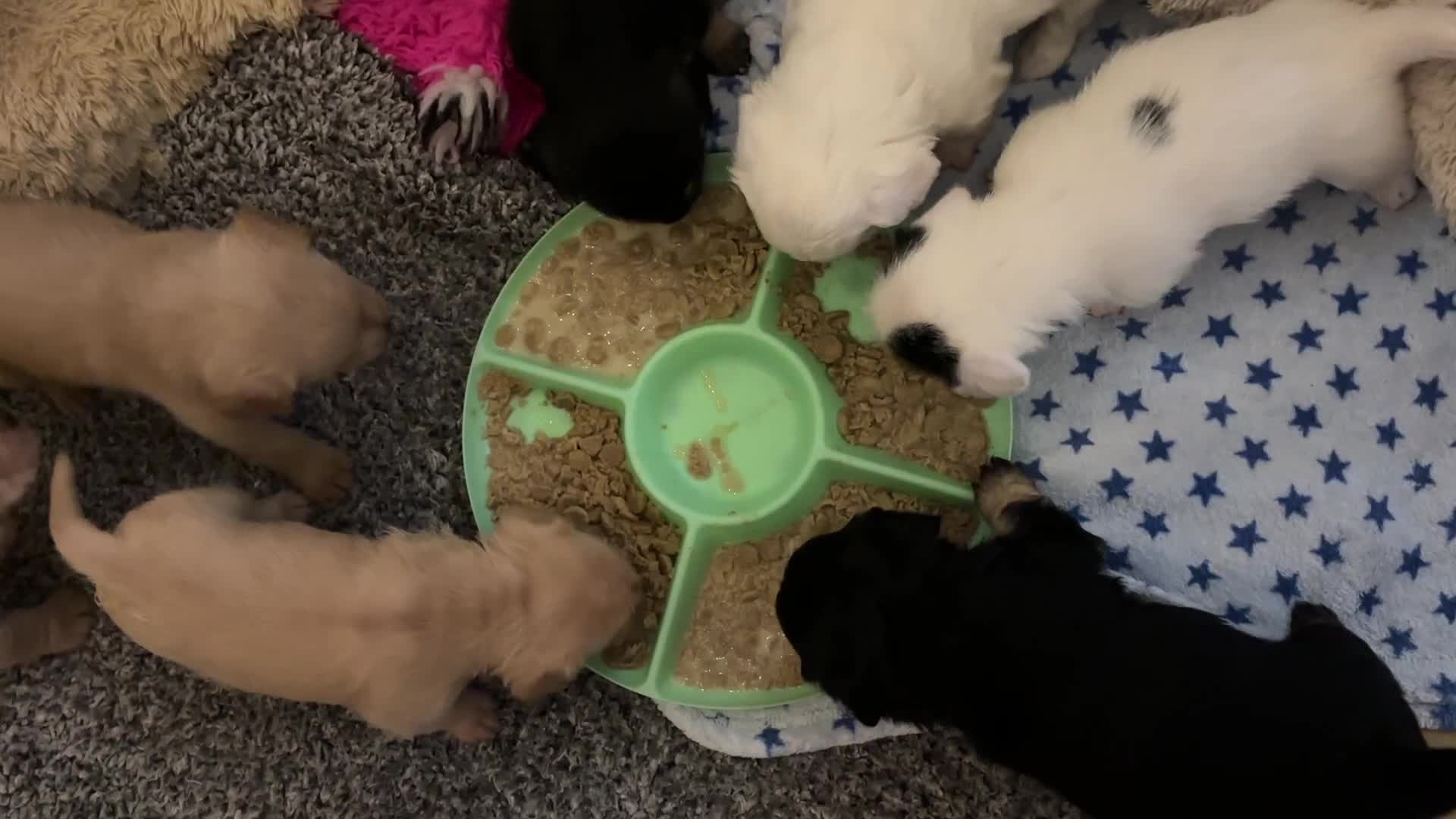 Mixed Breed dogs for sale:  Healthy Cavapoo x French Velvet Bulldog Puppies - Video 1