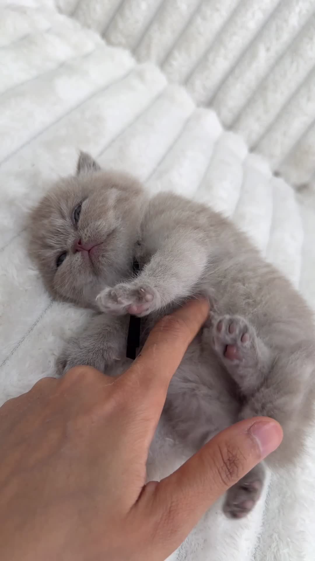 British Shorthair cats for sale: British Shorthair Kittens | Pet Homes Only 🤍 - Video 2