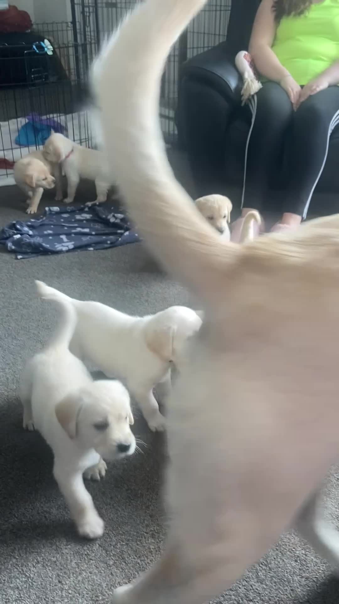 Mixed Breed dogs for sale: Labradoodles Pups **** 1 boy remaining  ***** - Video 1