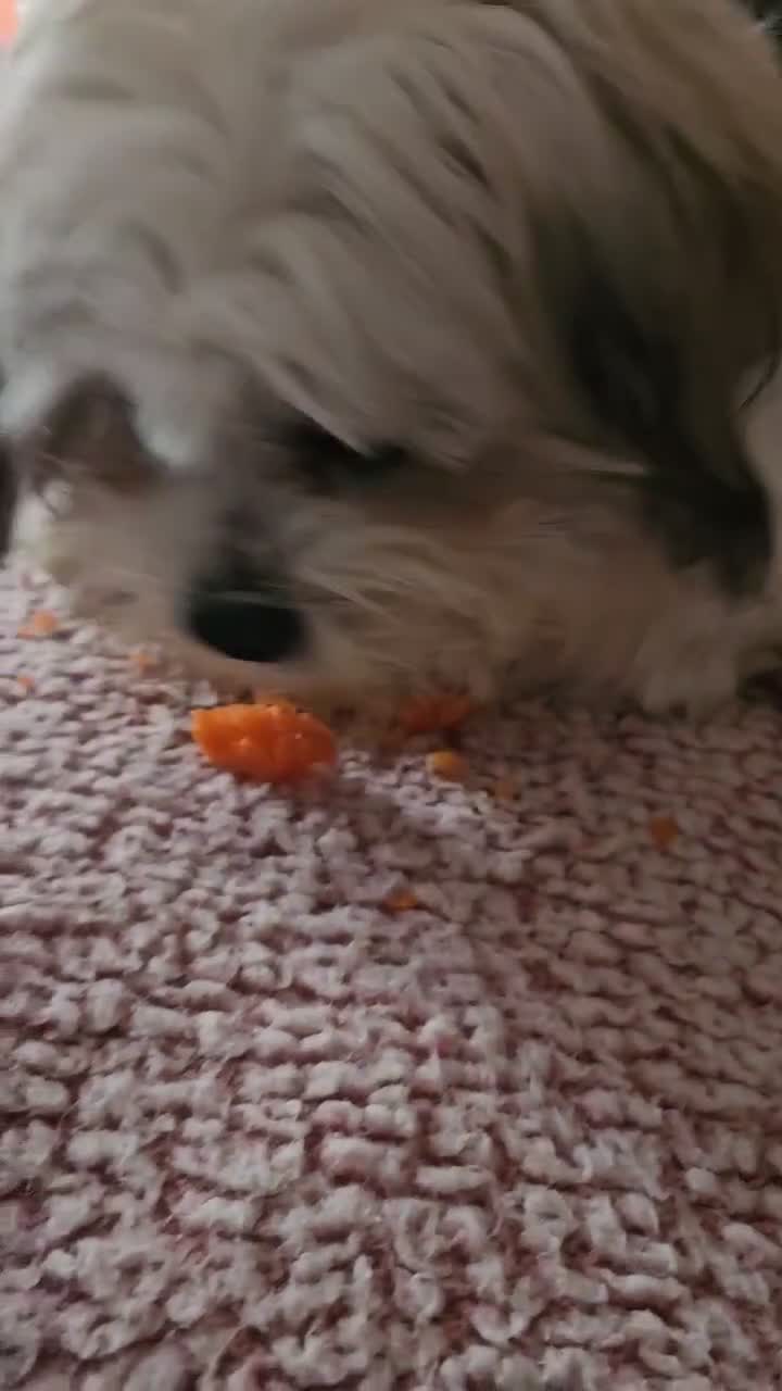 Mixed Breed dogs for sale: Mixed breed  - Video 1