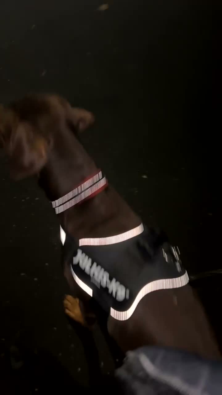 Dobermann dogs for sale: Rotterman needs rehoming - Video 1