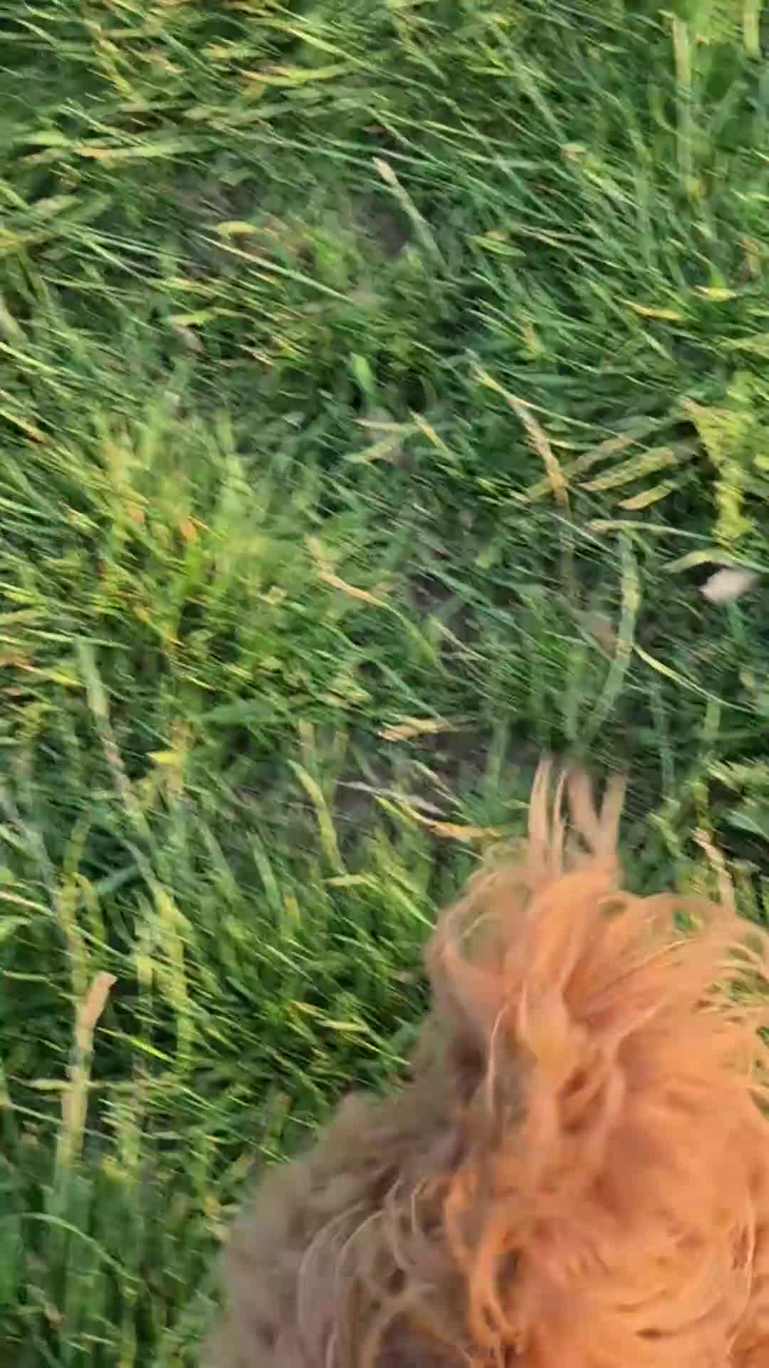 Cockapoo dogs for sale: F2 Red Fox Gorgeous male cockapoo  - Video 1