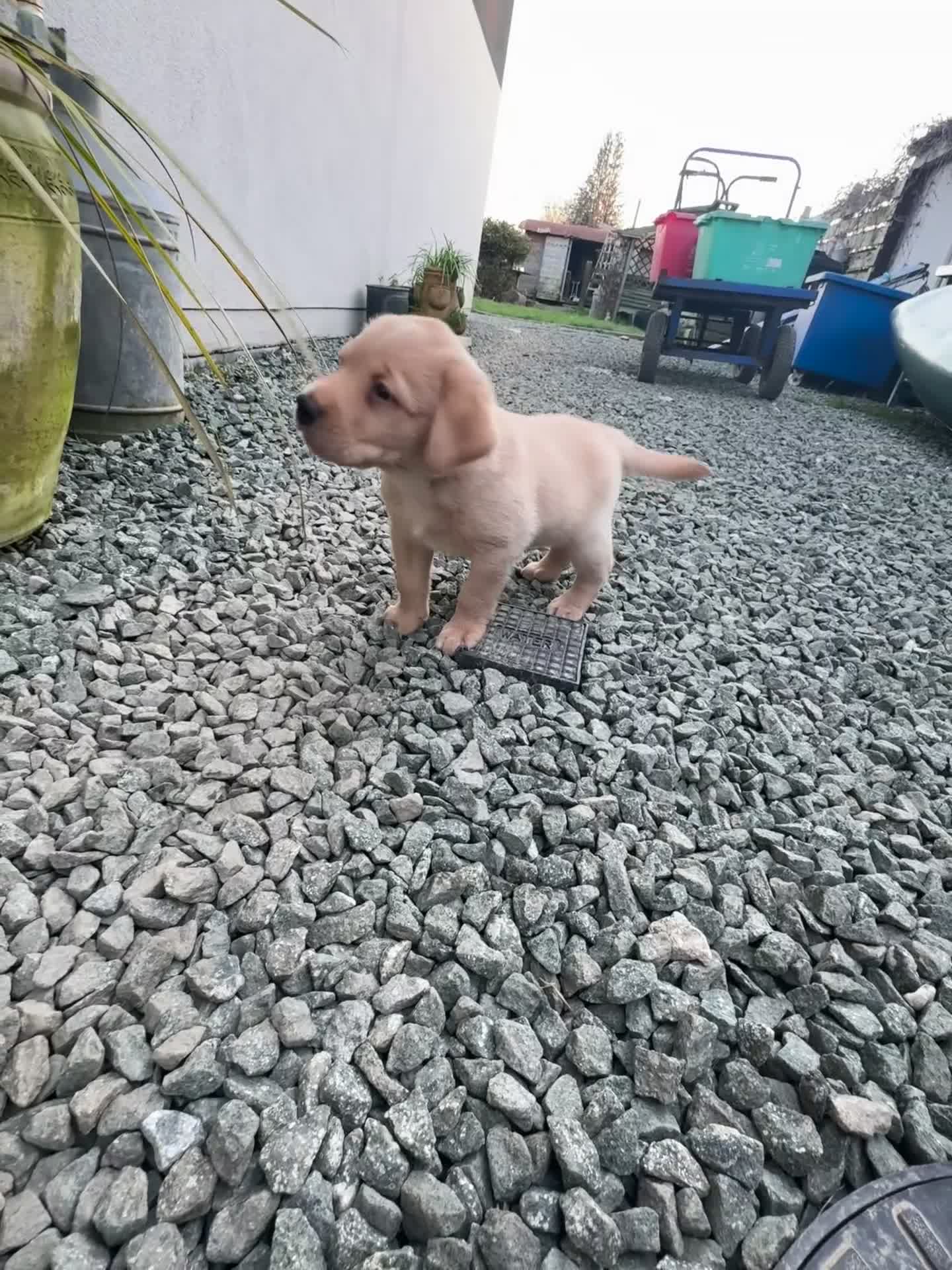 Labrador Retriever dogs for sale: Kc reg Labrador puppies - Video 1