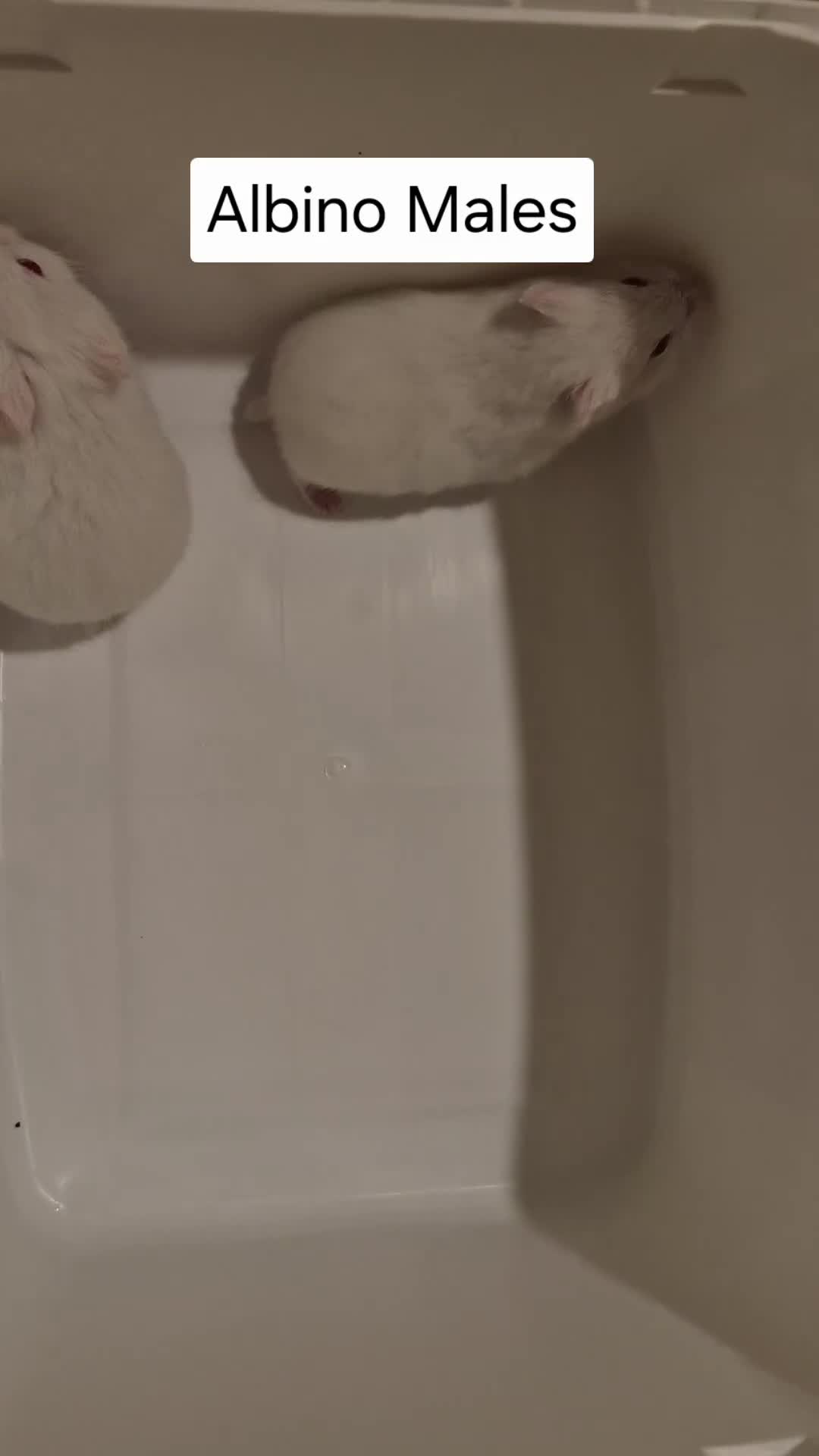 Hamster rodents for sale: 3 Stunning Purebred albino campbell dwarf hamsters - Video 1