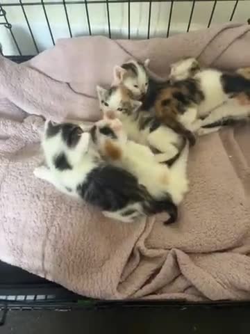 Bengal cats for sale: Bengal mix   in Manchester - Video 1