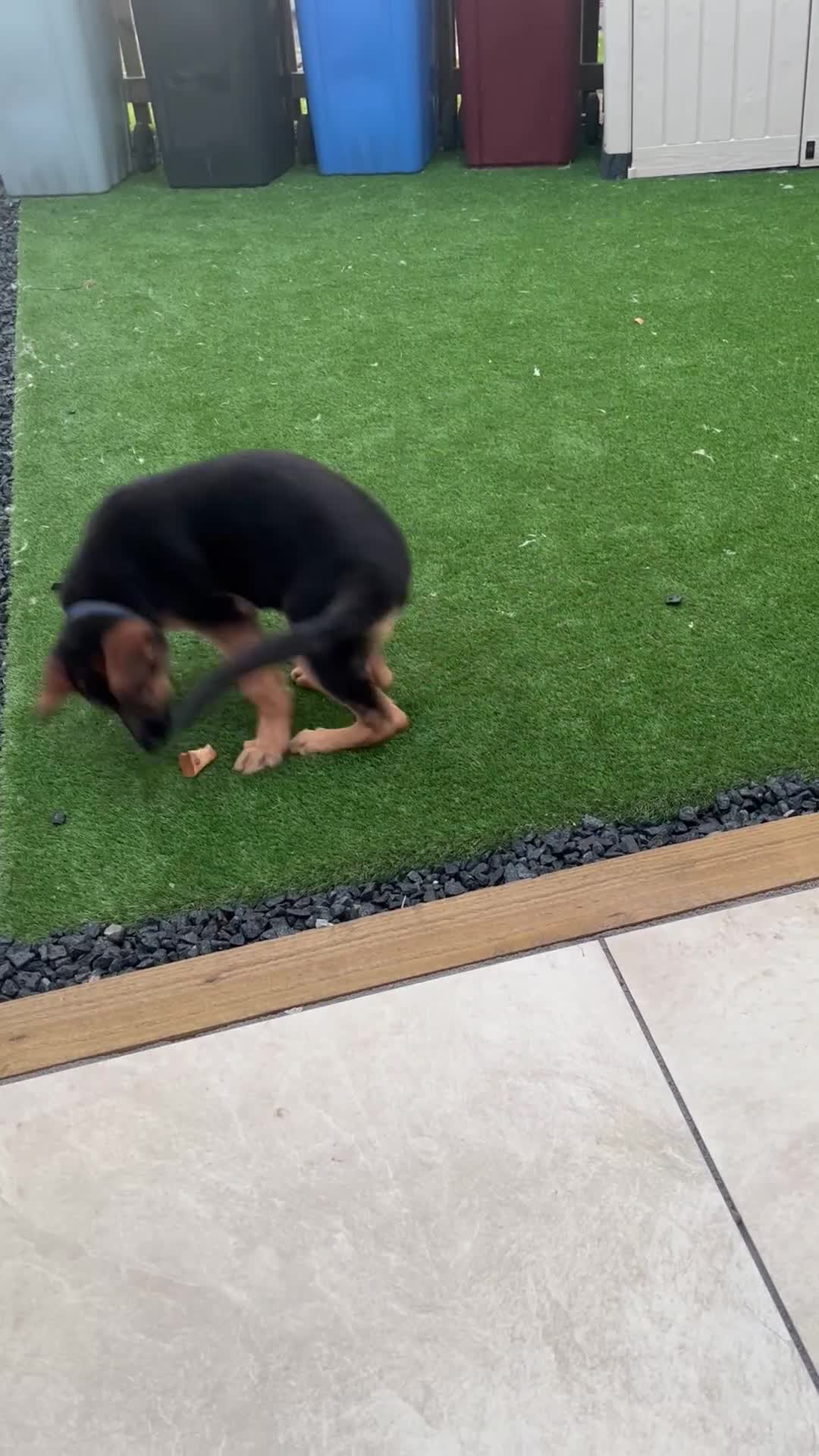 German Shepherd dogs for sale: Healthy German shepherd puppy needs new home - Video 1