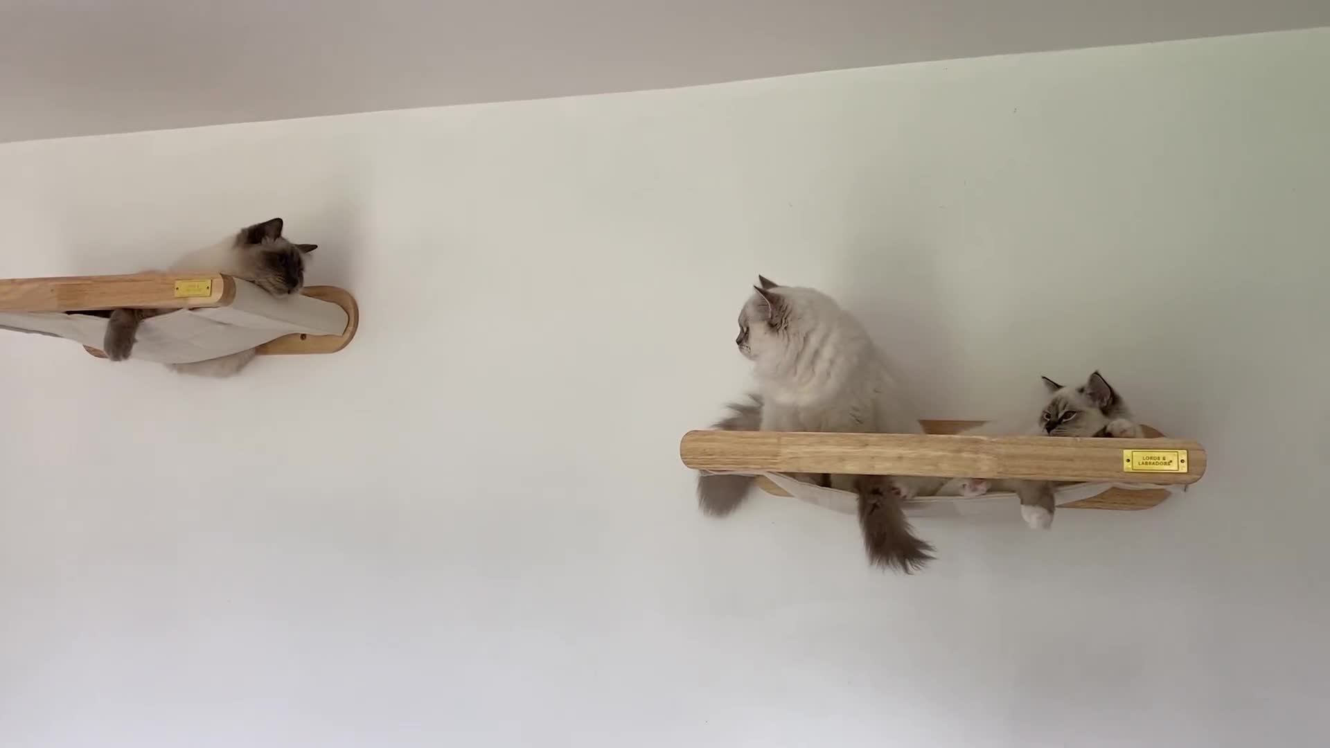 Ragdoll cats for sale: 💜GCCF Family Raised 💜 ragdoll kitten 🐾 - Video 1