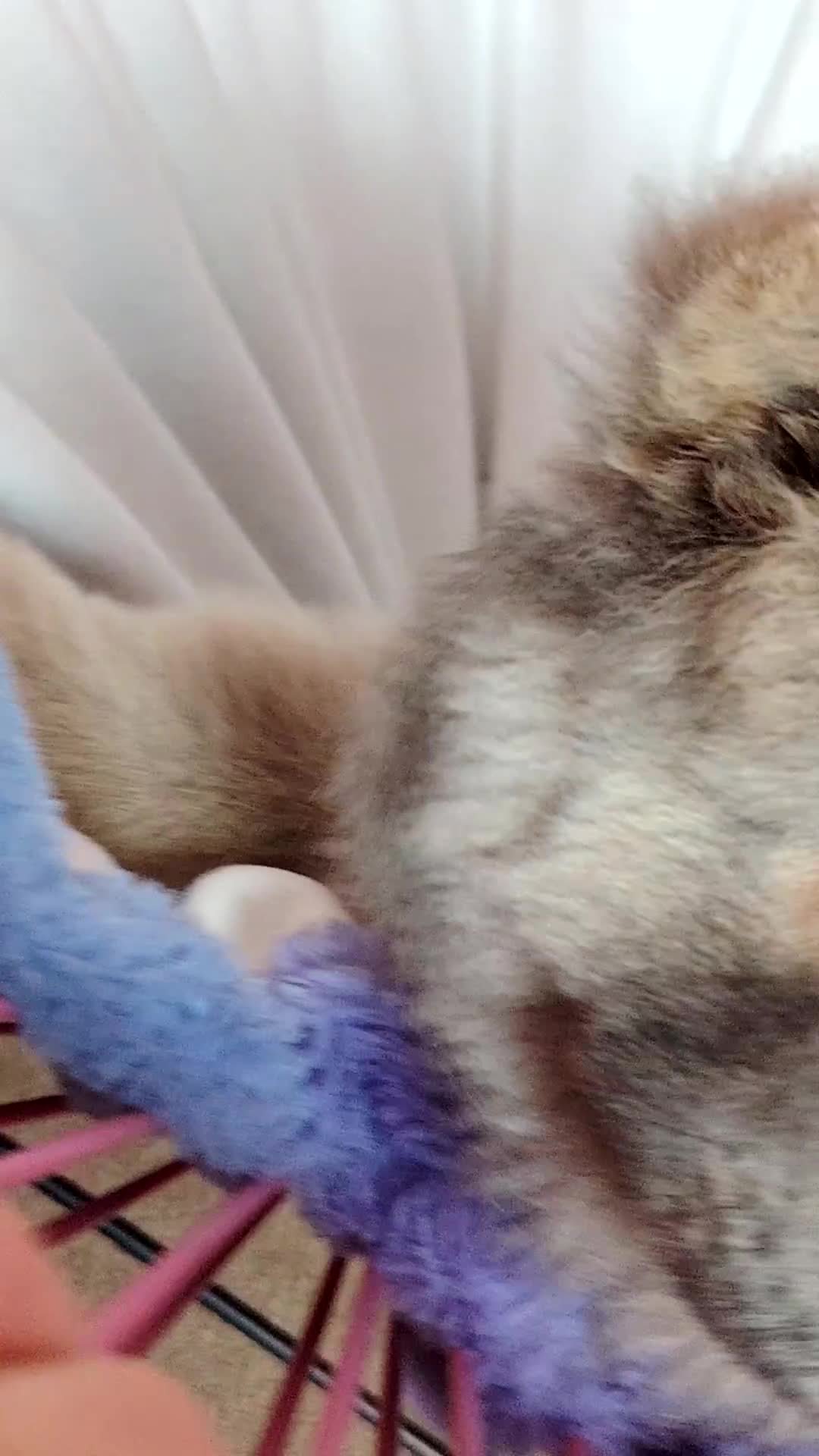 Chow Chow dogs for sale:  KC registered Chow Chow puppies for sale.🤗 - Video 3