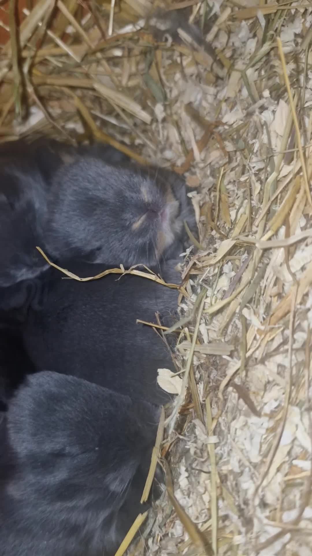 Mini Lop rabbits for sale: Gorgeous lop ear bunnies - Video 2