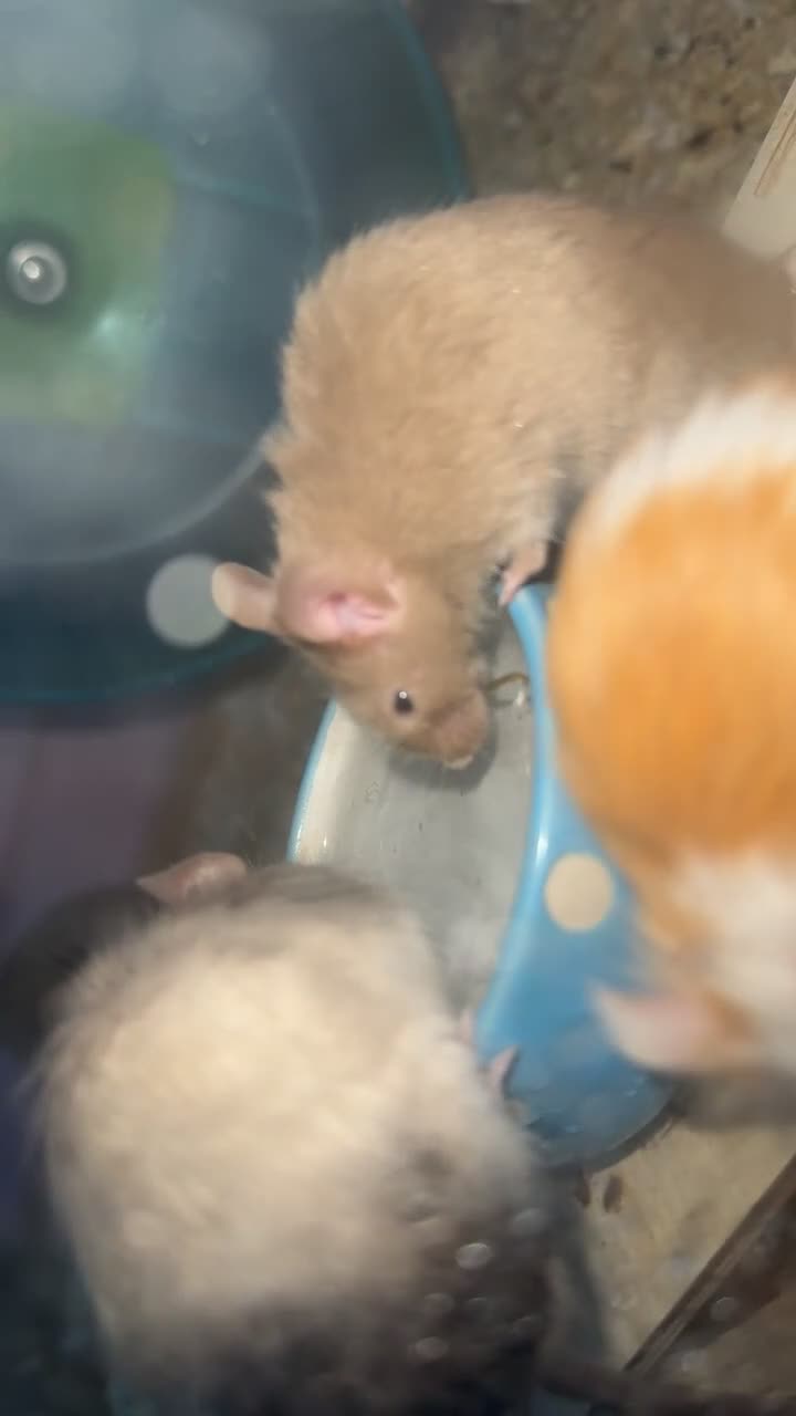 Mouse rodents for sale: Three male mice - Video 1