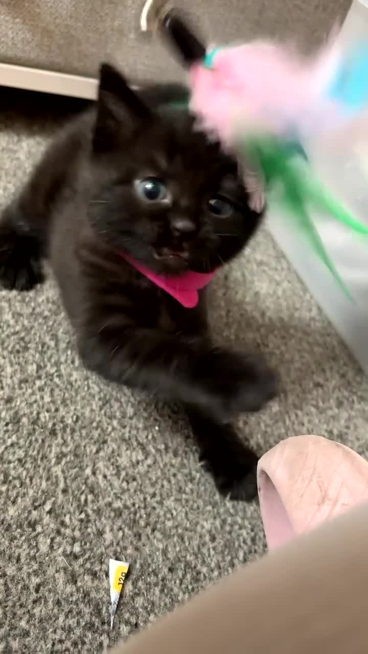 Mixed Breed cats for sale: 3 kittens  - Video 1